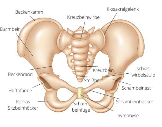 Anatomie des Beckens Schwangere