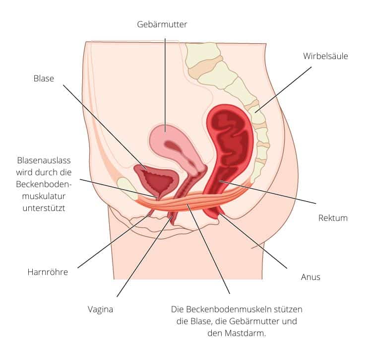 Beckenboden bildliche Beschreibung Schwangerschaft